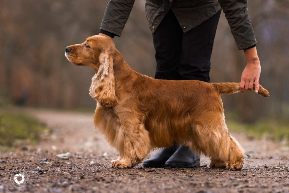 Årets spaniel 2021 alle racer, Dan-L's telling Me Dreams (Engelsk Cocker Spaniel)